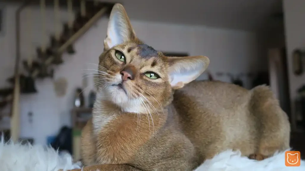 Abyssinian