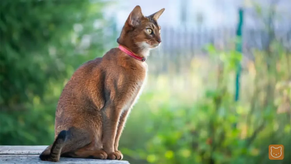Abyssinian