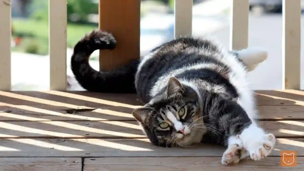 American Shorthair