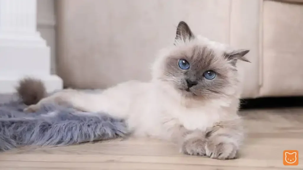 Birman