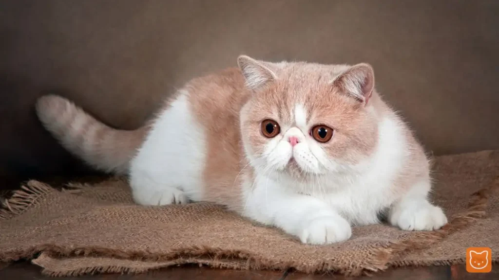 Exotic Shorthair