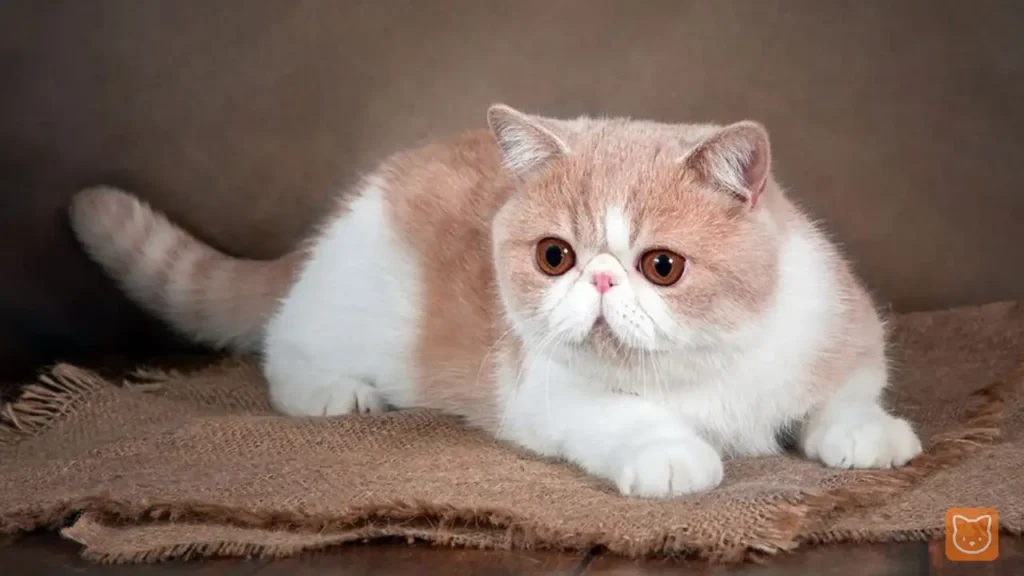 Exotic Shorthair