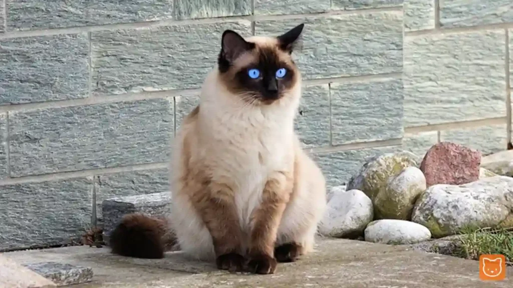 Himalayan