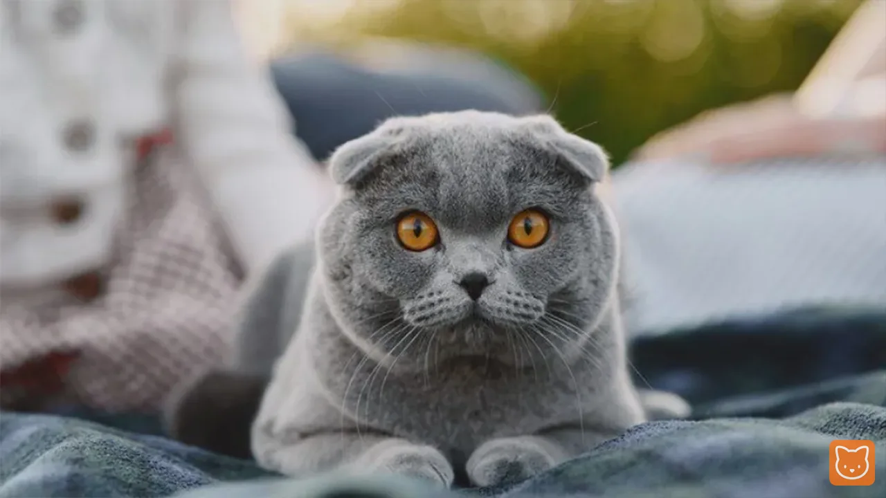 Kucing Telinga Pendek