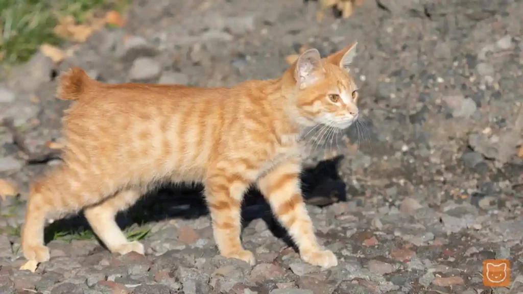 Kurilian Bobtail