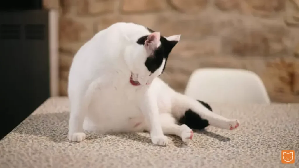 Mengapa Kucing Anda Menjilat Bahagian Sulit Secara Berlebihan