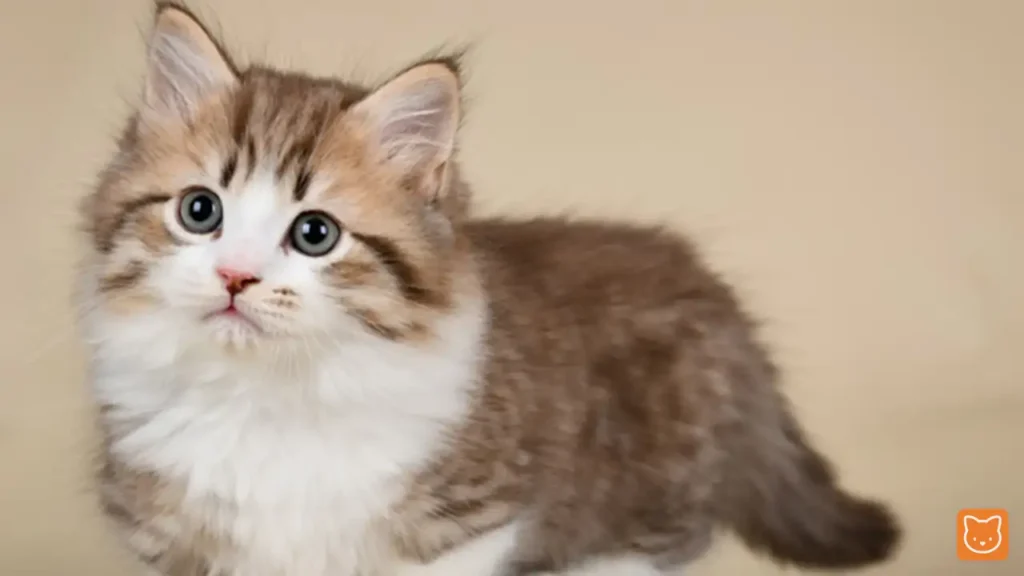 Munchkin