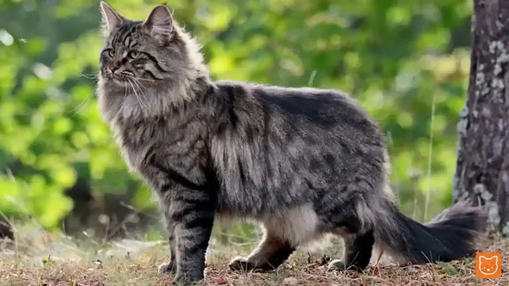 Norwegian Forest Cat