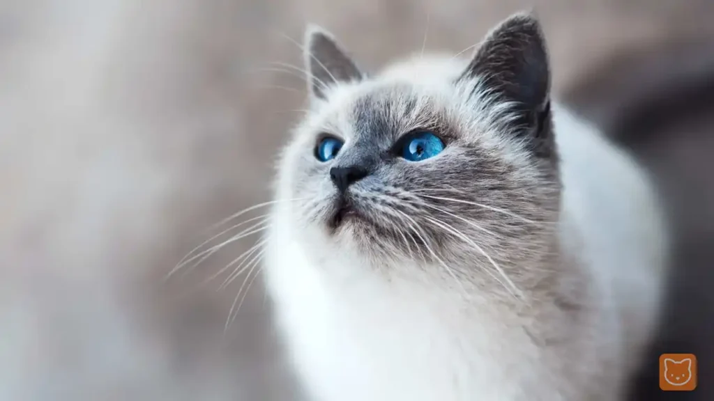 Ragdoll
