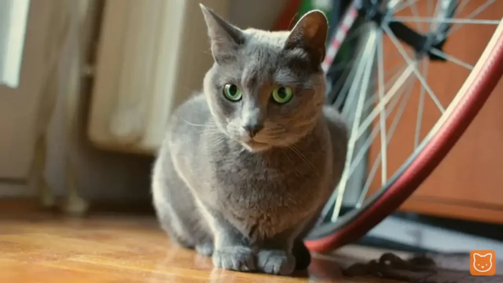 Russian Blue