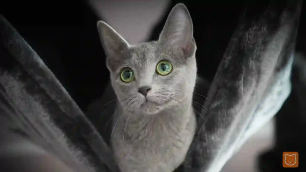 Russian Blue