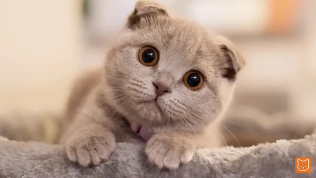 Scottish Fold