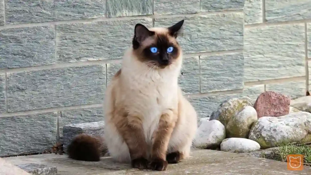 Siam (Siamese)
