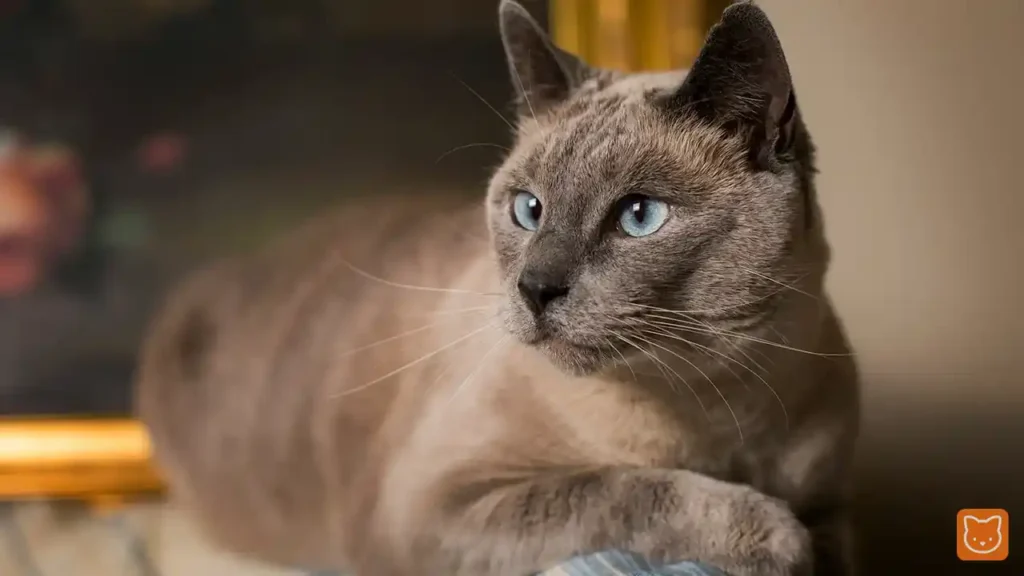 Siamese (Siam)