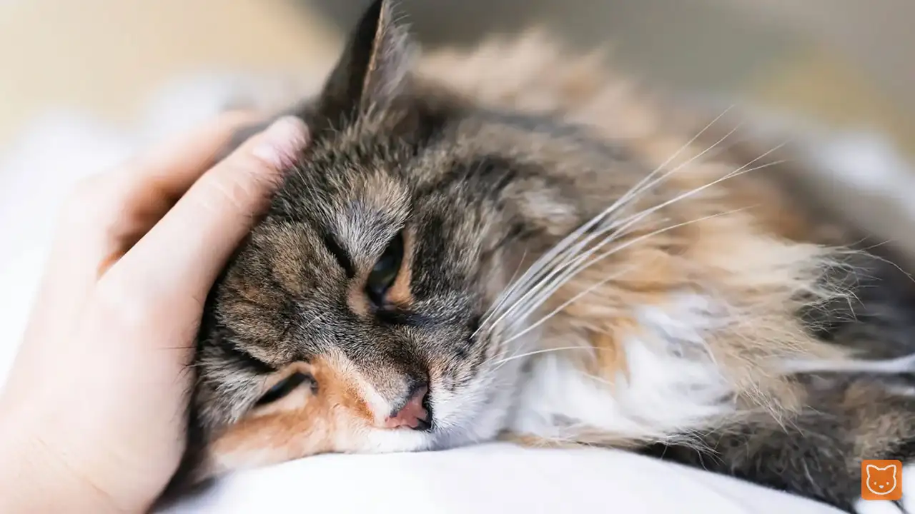 Tanda Kucing Batu Karang, Kenali Simptom Awal & Cara Rawat