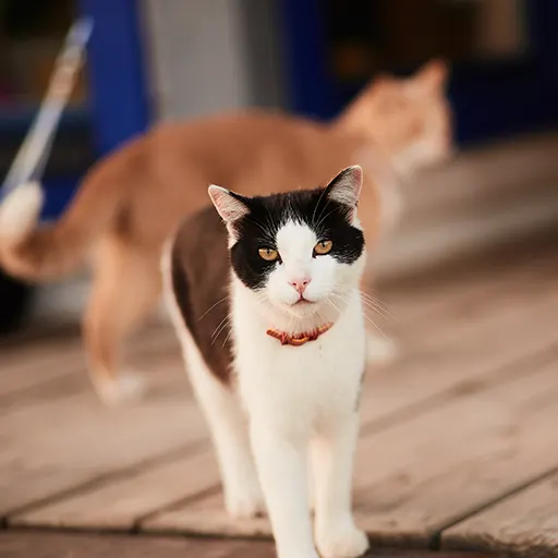 hero jenis kucing new
