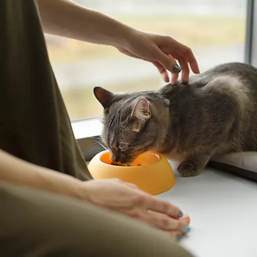hero makanan kucing