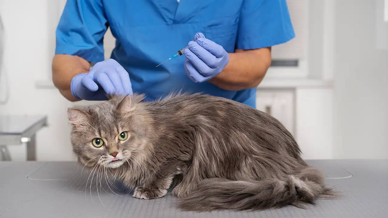 Harga Vaksin Kucing di Klinik Swasta Malaysia 2026