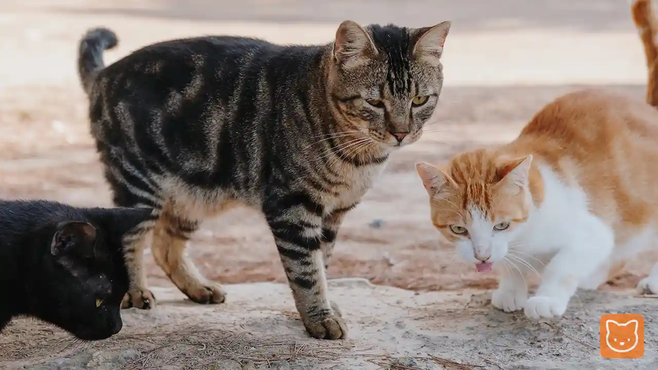 Jenis Baka Kucing Kampung