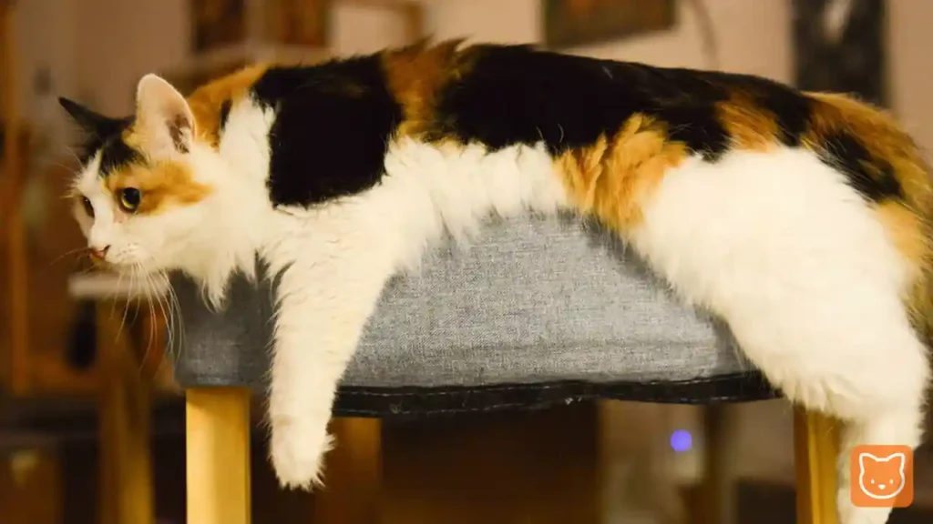 Kucing Calico (Tiga Warna Belang)