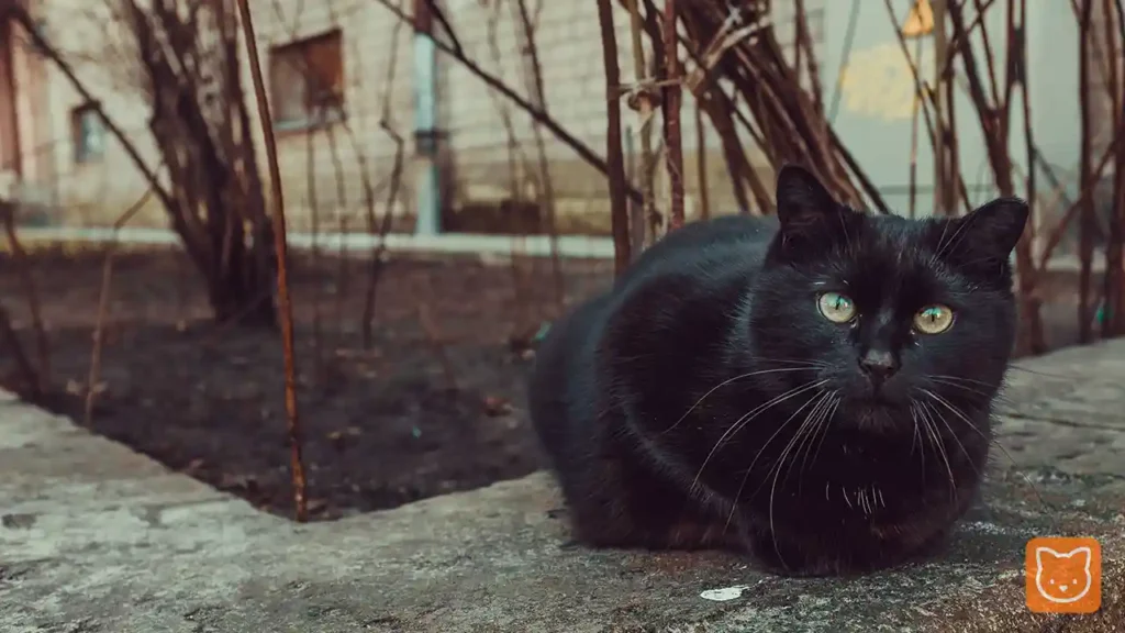 Kucing Hitam (Solid Black)
