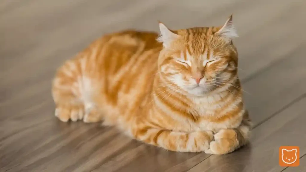 Kucing Oyen (Tabby Oren)