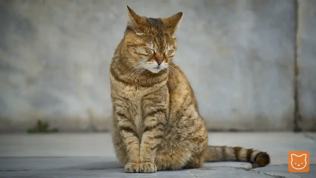 Kucing Tabby Klasik (Harimau Belang)