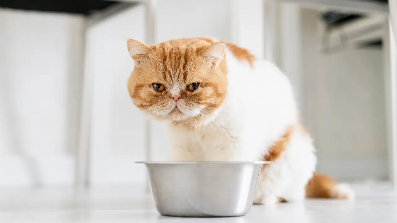 Kucing Tidak Mahu Makan? Punca, Bahaya & Solusi Cepat