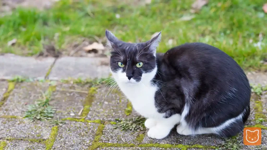 Kucing Tuxedo (Hitam Putih)
