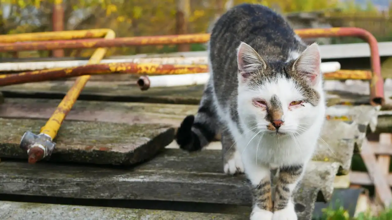 Punca Sebenar Mata Kucing Bengkak & Cara Rawat di Rumah