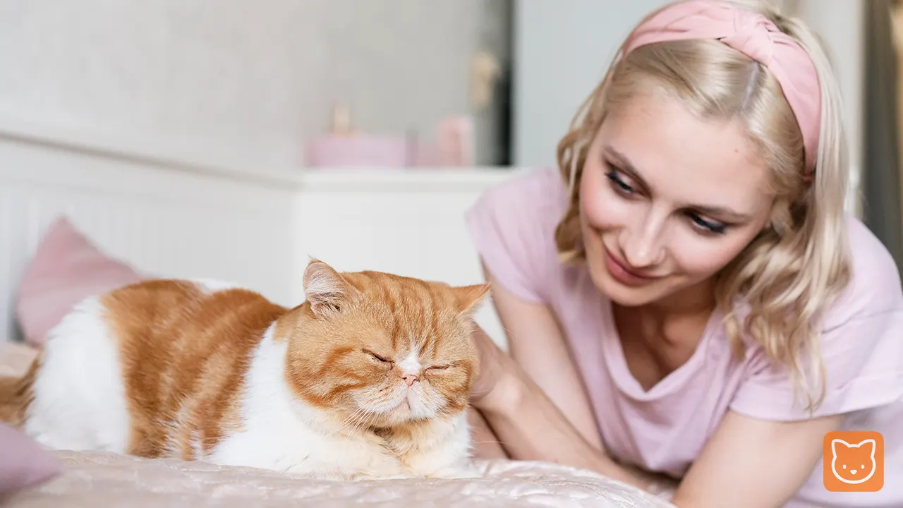 Memandulkan Kucing Betina, Syarat, Kos, Risiko & Penjagaan