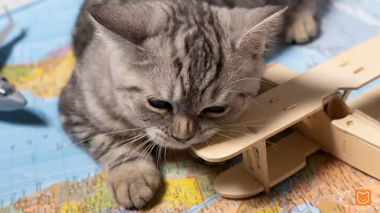 Punca Kucing Cirit Birit, Muntah, Tanda Bahaya & Solusi