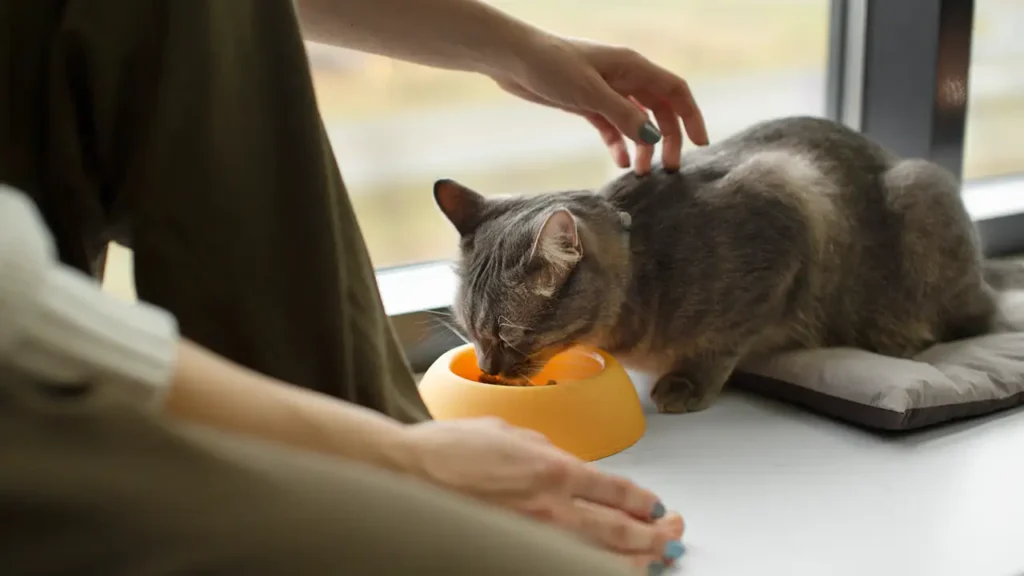 Strategi Memujuk Kucing Makan
