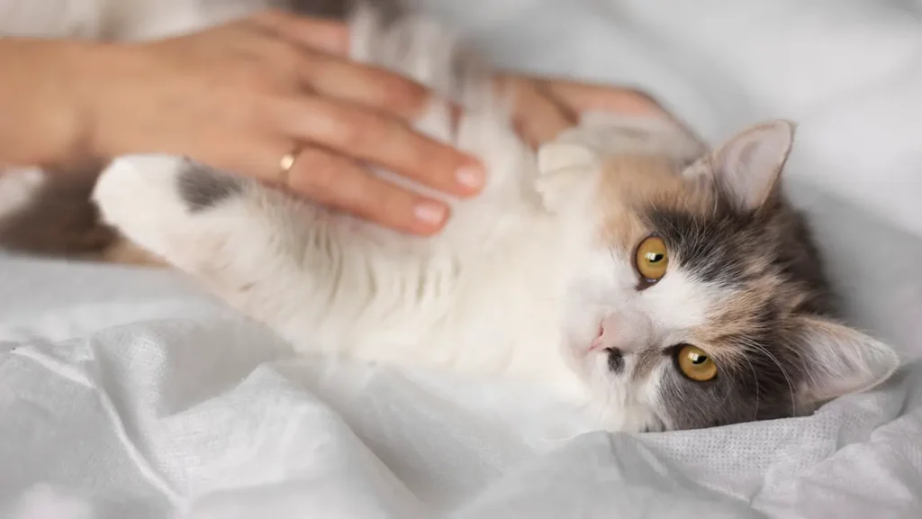 Syarat Kelayakan Pra Pembedahan di Klinik Veterinar