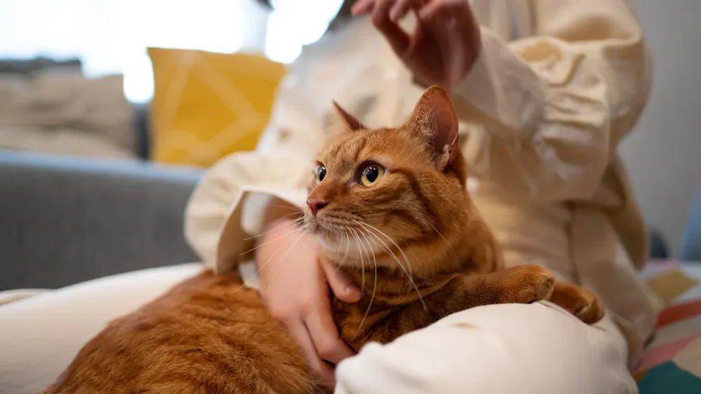 Syarat Kelayakan Pra Pembedahan di Klinik Veterinar