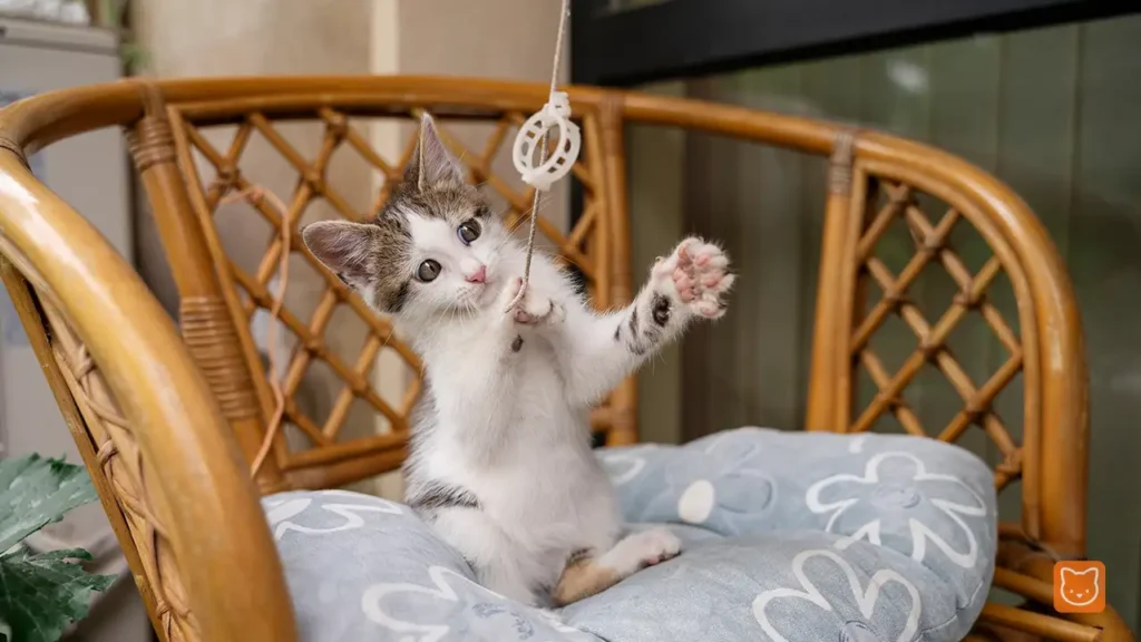 Kesilapan Penjagaan Anak Kucing Yang Sering Berlaku