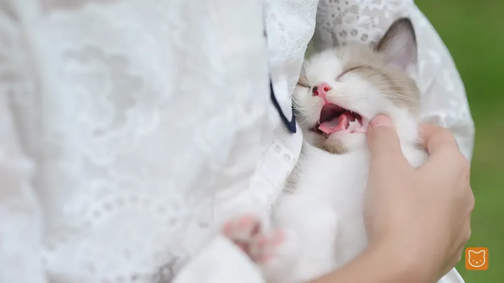 Pantang Larang Anak Kucing Baru Lahir yang Wajib Diketahui