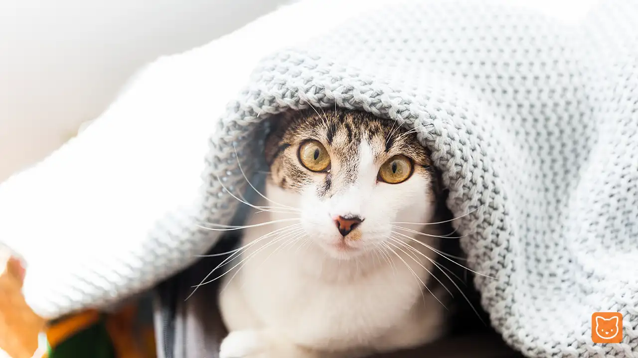 Telinga Kucing Sejuk, Normal atau Tanda Bahaya?